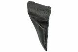 Partial Fossil Megalodon Tooth - Serrated Edge #293959-1